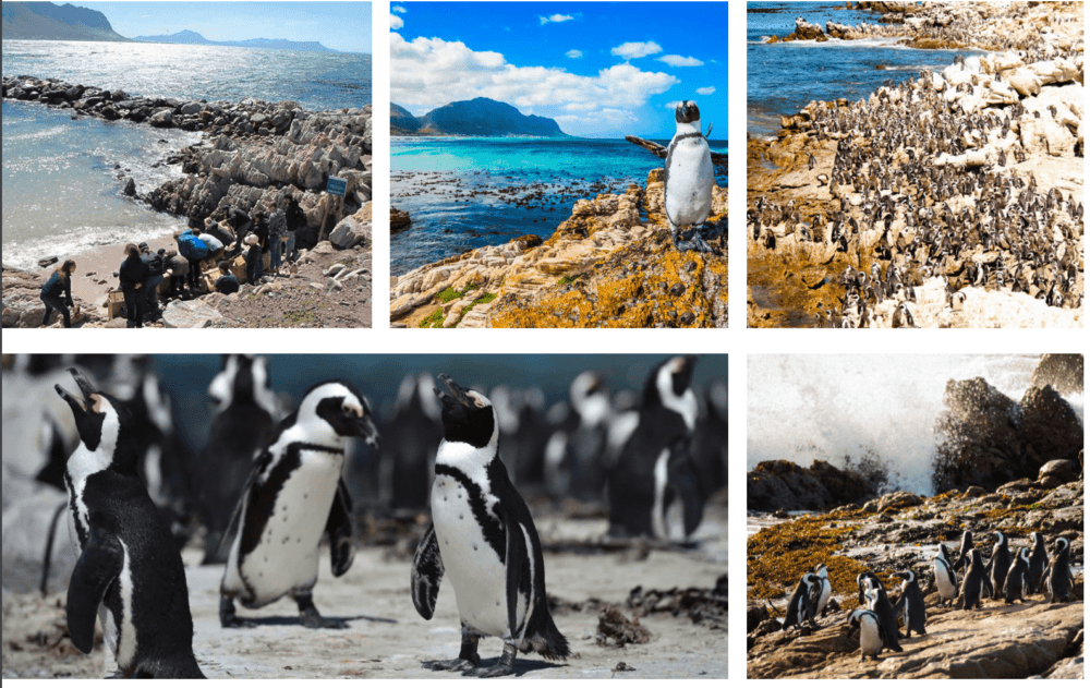 south-africa-penguins-stony-point